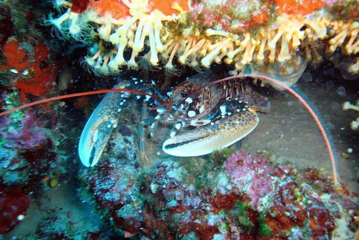 Introductory Scuba Dive in Dalmatia — First-Time DSD Course Near Split photo 2