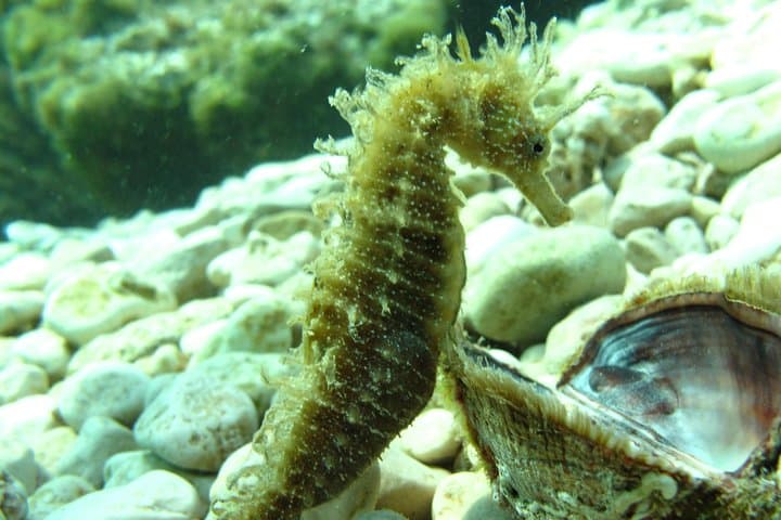 Introductory Scuba Dive in Dalmatia — First-Time DSD Course Near Split