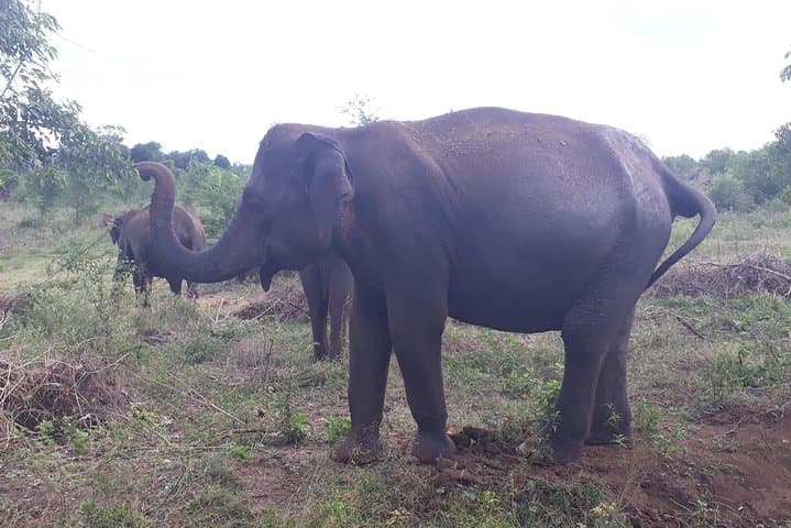 Udawalawe Safari from Kandy: Full-Day Elephant & Wildlife Jeep Tour photo 4