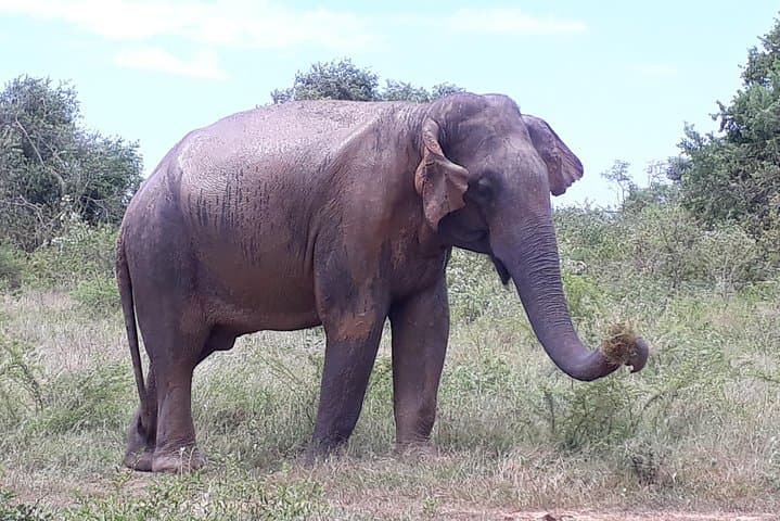 Udawalawe Safari from Kandy: Full-Day Elephant & Wildlife Jeep Tour photo 3