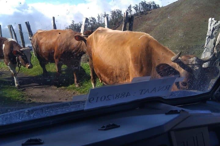 Buggy Backroads & Levadas: Discover Madeira's Wild Interior of Madeira