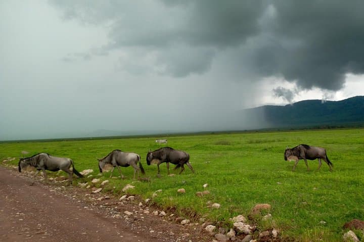 5-Day Northern Tanzania Safari: Tarangire, Lake Manyara & Ngorongoro from Dar es Salaam