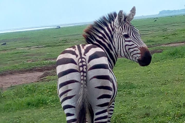 5-Day Northern Tanzania Safari: Tarangire, Lake Manyara & Ngorongoro from Dar es Salaam photo 2