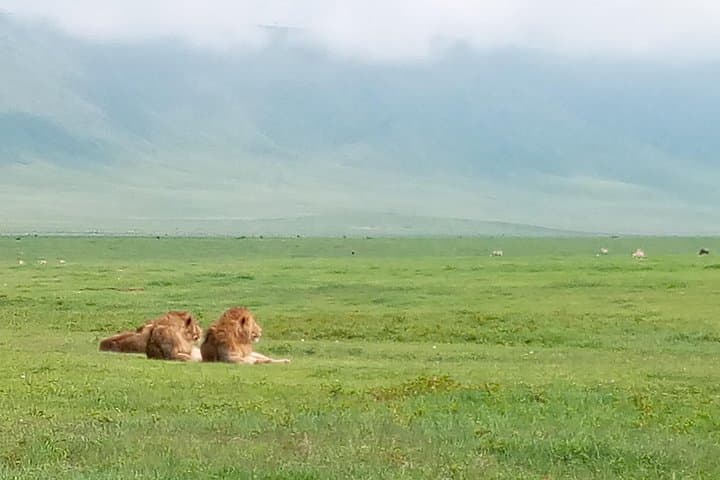 5-Day Northern Tanzania Safari: Tarangire, Lake Manyara & Ngorongoro from Dar es Salaam photo 3