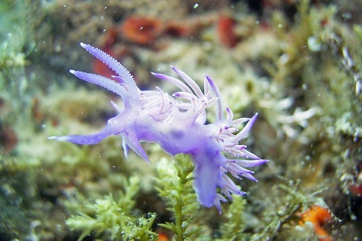 Introductory Scuba Dive in Dalmatia — First-Time DSD Course Near Split photo 5