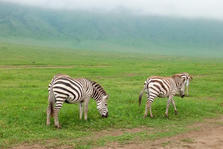 5-Day Northern Tanzania Safari: Tarangire, Lake Manyara & Ngorongoro from Dar es Salaam photo 4
