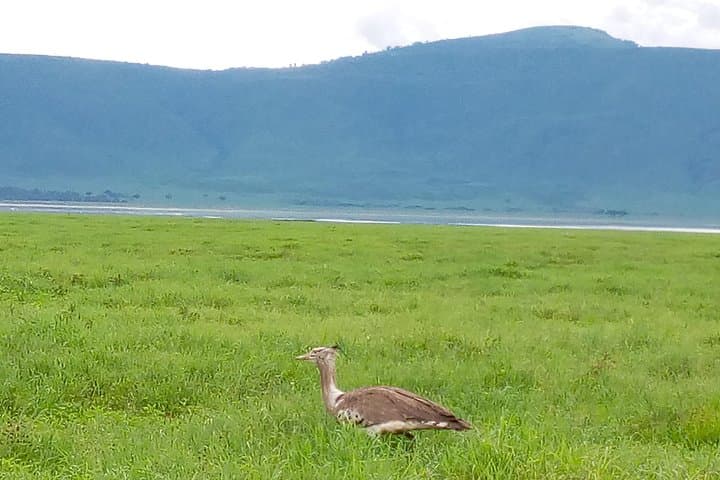 5-Day Northern Tanzania Safari: Tarangire, Lake Manyara & Ngorongoro from Dar es Salaam photo 5