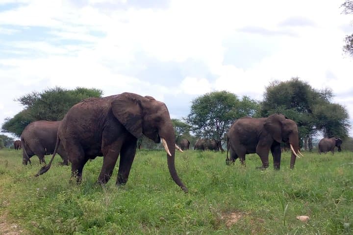 5-Day Northern Tanzania Safari: Tarangire, Lake Manyara & Ngorongoro from Dar es Salaam photo 6