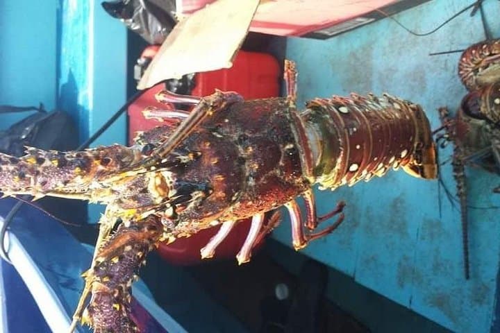 Negril Lobster Lunch & Snorkel to a Sunken Cannon on Booby Cay photo 6