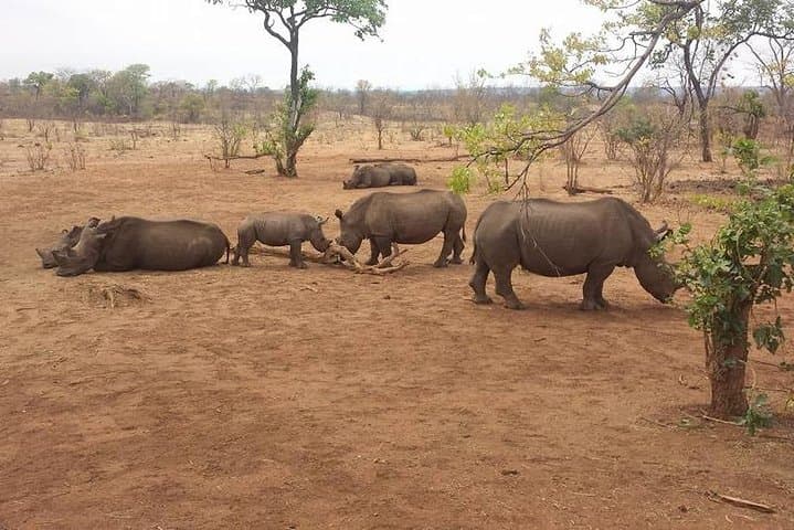 Livingstone Game Drive & White Rhino Walking Safari: Mosi-Oa-Tunya Wildlife Experience photo 3