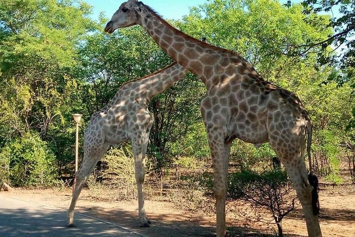 Livingstone Game Drive & White Rhino Walking Safari: Mosi-Oa-Tunya Wildlife Experience photo 4