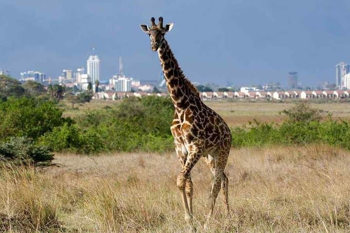 Explore Nairobi National Park and Wildlife Highlights: A Day Tour from Nairobi photo 1