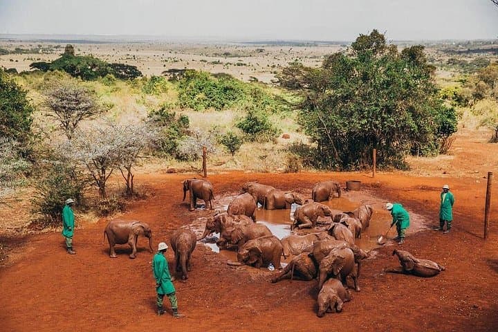 Explore Nairobi National Park and Wildlife Highlights: A Day Tour from Nairobi photo 2