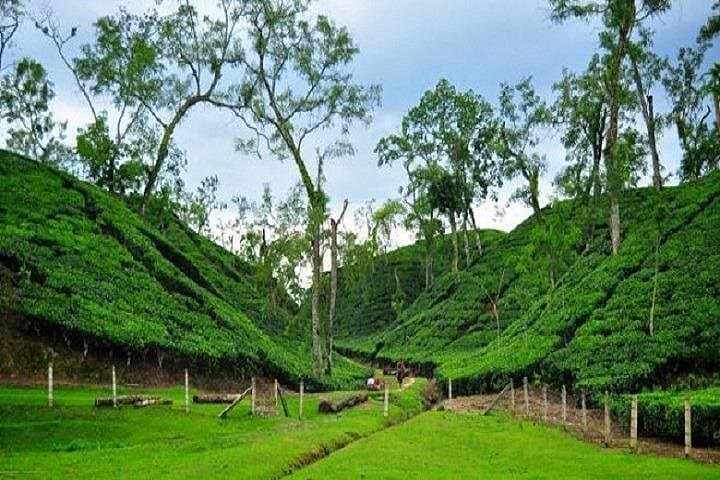 Srimangal 3-Day Tea Gardens, Baikka Beel & Ratargul Swamp Forest Tour