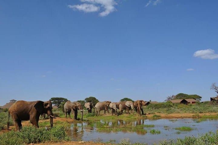 Majestic Elephant Safari: 3-Day Amboseli Wildlife Experience Beneath Kilimanjaro photo 1