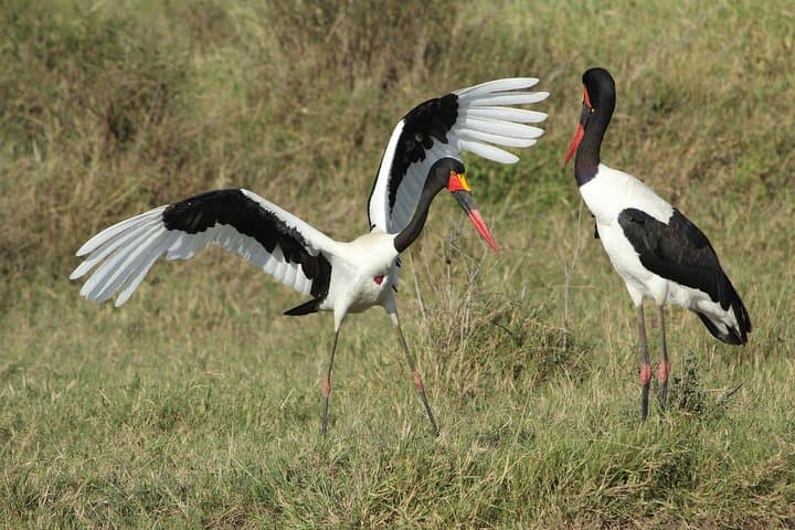 3-Day Camping Safari: Tarangire, Lake Manyara & Ngorongoro Crater photo 5
