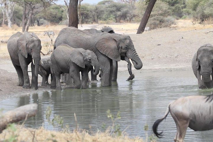 2-Day Tarangire and Ngorongoro Crater Safari: Big Game Drives from Arusha photo 4