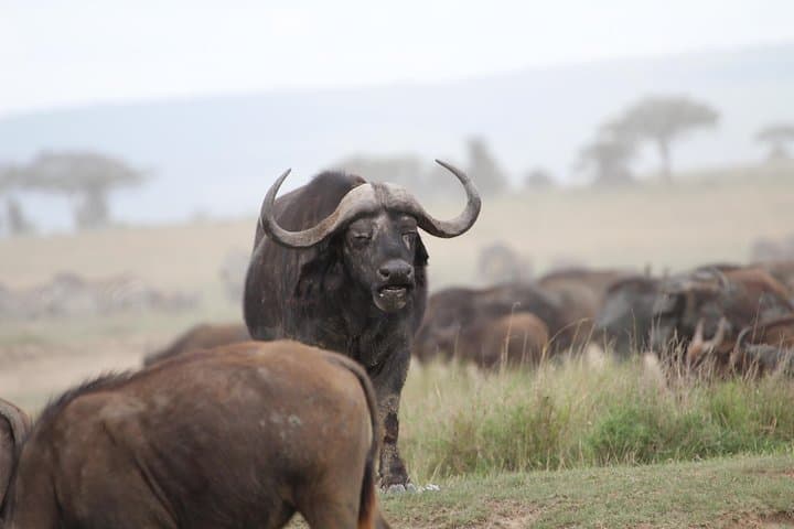 3-Day Camping Safari: Tarangire, Lake Manyara & Ngorongoro Crater photo 4