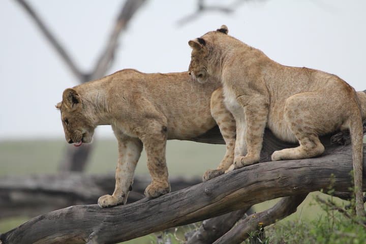 3-Day Camping Safari: Tarangire, Lake Manyara & Ngorongoro Crater