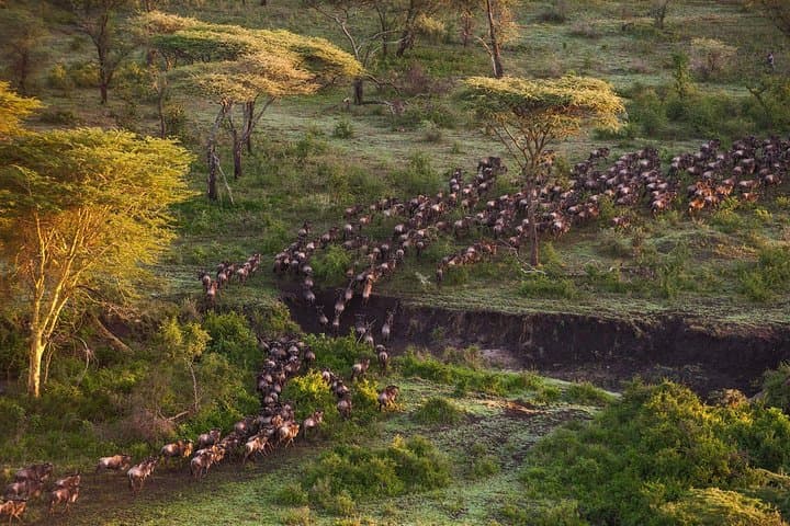 Northern Tanzania Luxury: 6-Day North Circuit Safari in Serengeti, Ngorongoro & Lake Natron photo 4