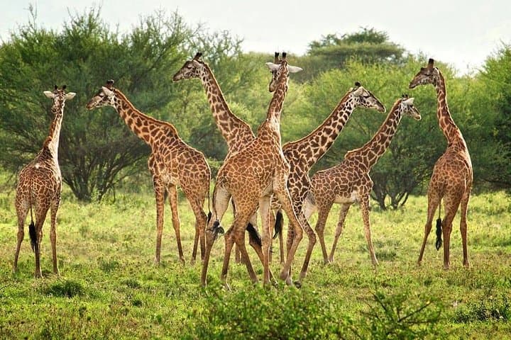 Northern Tanzania Luxury: 6-Day North Circuit Safari in Serengeti, Ngorongoro & Lake Natron photo 5