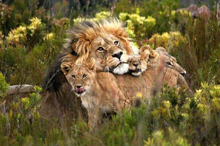 Northern Tanzania Luxury: 6-Day North Circuit Safari in Serengeti, Ngorongoro & Lake Natron photo 6