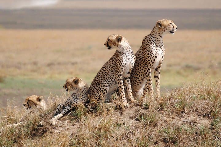 Ngorongoro Crater Day Trip: Big Five Safari from Arusha photo 4