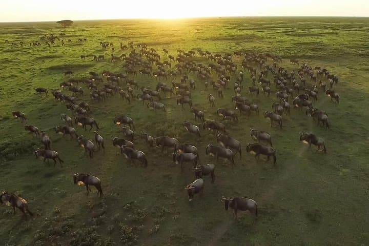 6-Day Northern Tanzania Luxury Safari: Serengeti, Ngorongoro & Lake Natron photo 5