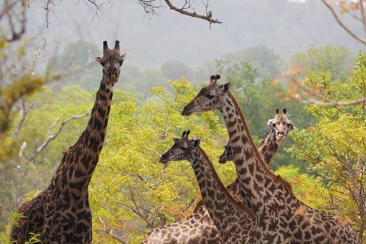 Ngorongoro Crater Day Trip: Big Five Safari from Arusha photo 6