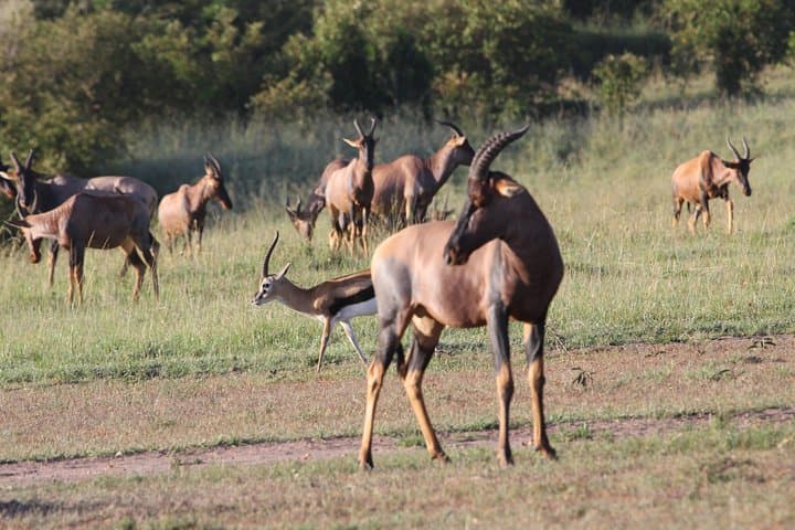 3-Day Camping Safari: Tarangire, Lake Manyara & Ngorongoro Crater photo 2