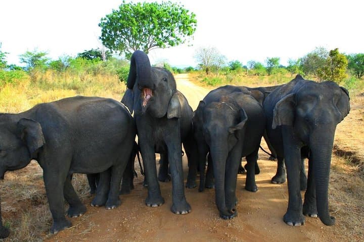 Evening Private Safari at Udawalawe National Park: Close-Up Elephant Encounters photo 3
