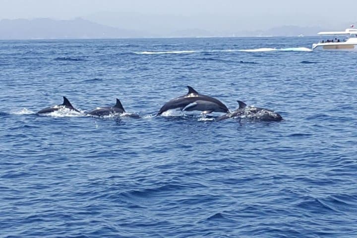 Muscat Dolphin Watching & Snorkeling: Boat Tour to Turtles, Corals & Spinner Dolphins photo 4