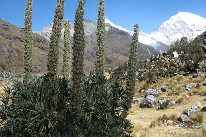 Laguna 69 & Llanganuco: Two-Day Camping Trek in Huascarán National Park photo 3