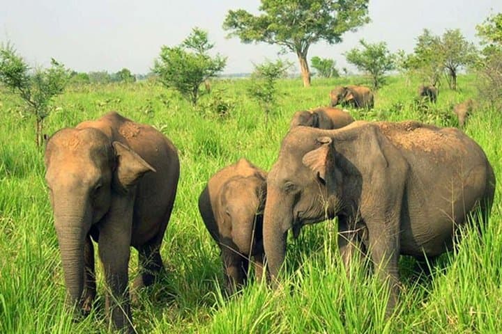 Minneriya National Park and Sigiriya Day Excursion — Elephant Safaris & Sigiriya Rock Climb photo 4
