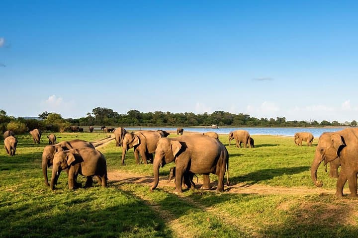 Minneriya National Park and Sigiriya Day Excursion — Elephant Safaris & Sigiriya Rock Climb photo 5