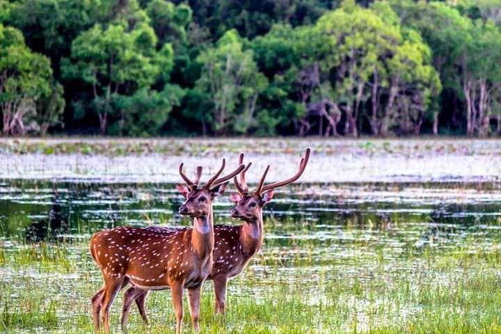 Minneriya National Park and Sigiriya Day Excursion — Elephant Safaris & Sigiriya Rock Climb photo 6