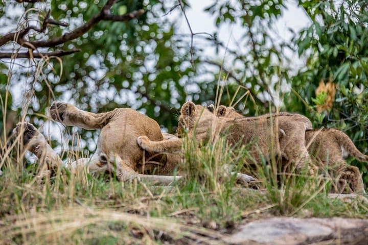 Lake Manyara Day Trip from Arusha — Game Drive, Flamingos & Tree-Climbing Lions photo 1