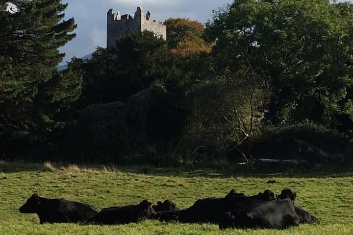 Shore Excursion to Killarney National Park: Muckross, Torc Waterfall & Ross Castle Day Tour photo 3