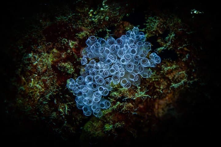 Night Shore Dive at Mangel Halto, Aruba — Certified Divers' Guide photo 6