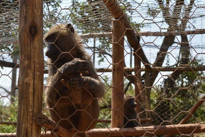 Menagesha Suba Forest Day Trip from Addis Ababa — Junipers, Endemic Birds & Minilik Bushbuck photo 6