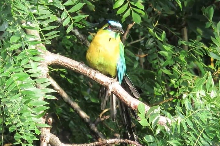 Monteverde Birdwatching and Nocturnal Walk — Daytime Birds & Night Wildlife in the Cloud Forest photo 1