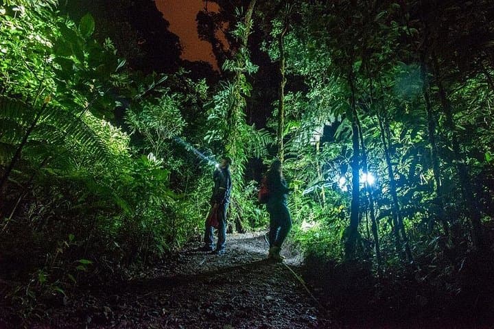 Monteverde Birdwatching and Nocturnal Walk — Daytime Birds & Night Wildlife in the Cloud Forest photo 2