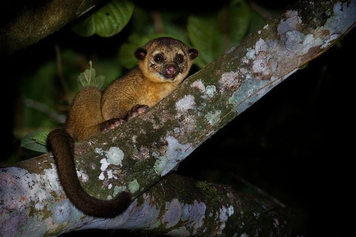 Monteverde Birdwatching and Nocturnal Walk — Daytime Birds & Night Wildlife in the Cloud Forest photo 3