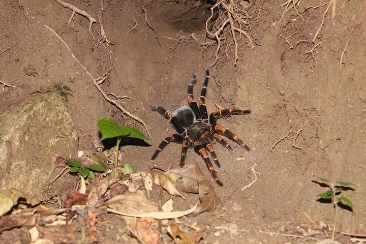 Monteverde Birdwatching and Nocturnal Walk — Daytime Birds & Night Wildlife in the Cloud Forest photo 4