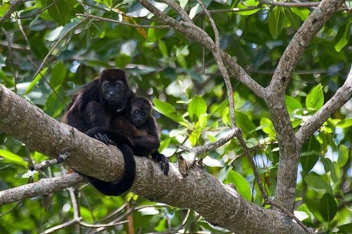 Cahuita National Park: Caribbean Reef Walks, White-Sand Beaches & Rainforest Wildlife photo 3