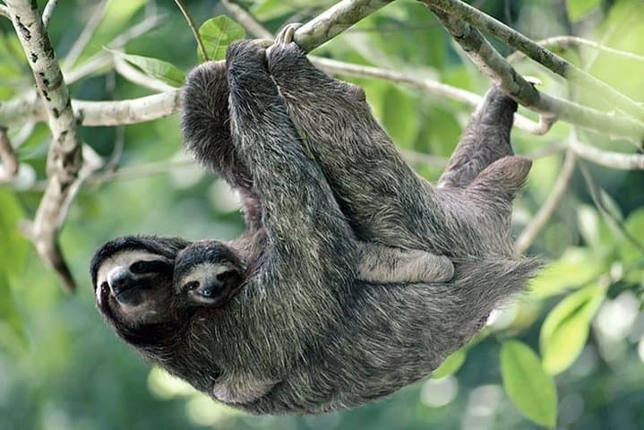 Cahuita National Park: Caribbean Reef Walks, White-Sand Beaches & Rainforest Wildlife photo 4