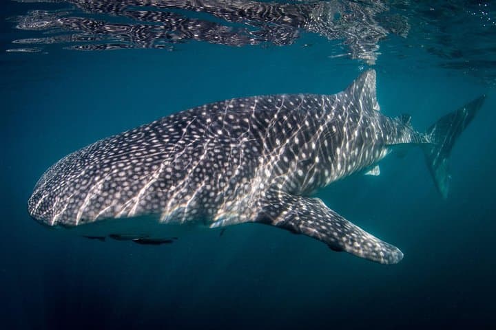 Small-Group Whale Shark Snorkel in La Paz — Eco-Friendly, Photo-Ready Experience