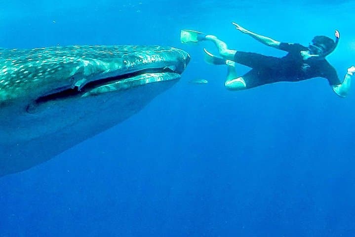 Small-Group Whale Shark Snorkel in La Paz — Eco-Friendly, Photo-Ready Experience photo 6