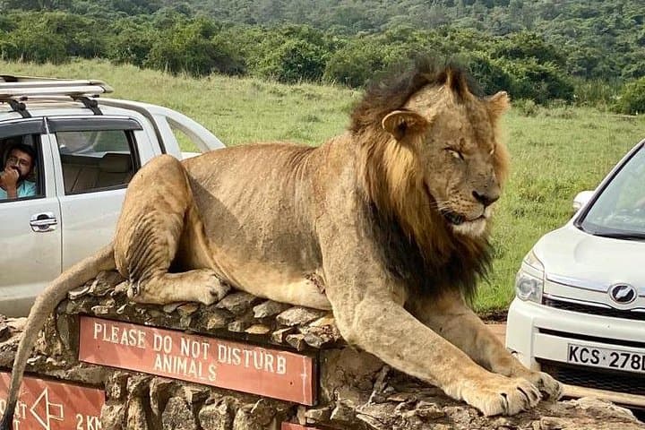 Explore Nairobi National Park and Giraffe Centre: A Safari Adventure Near the City