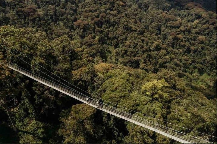 Canopy Walk in Nyungwe Forest: A One-Day Adventure Above Rwanda's Ancient Rainforest